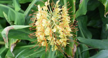 Conoce la flor que de seguro tienes cerca y puedes consumirla y obtener un sinfín de beneficios para tu salud