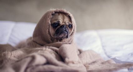 Cuidando a las mascotas del hogar durante los días de mucho frío