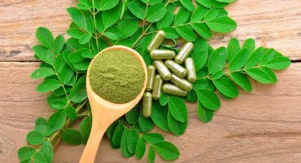 Moringa: la planta que tiene un sinfín de beneficios para tu salud